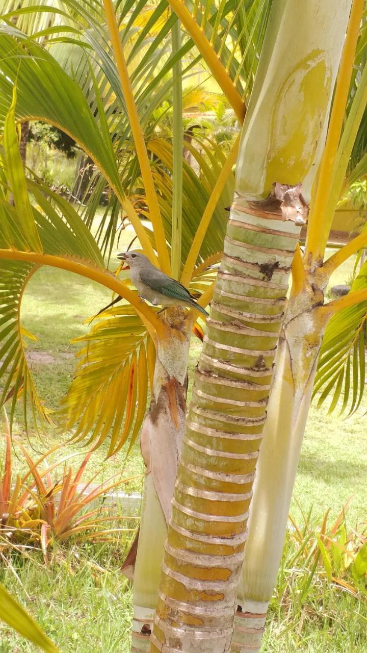 Pousada Vida Mar Hotel Barra Grande  Buitenkant foto